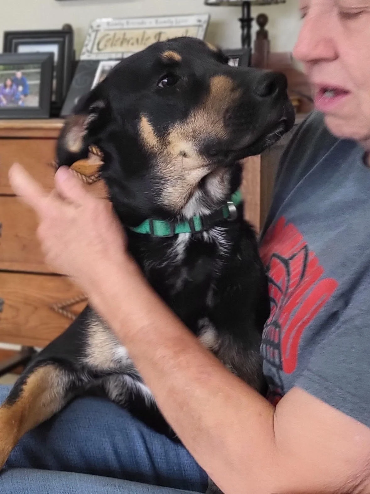 foster-me-fetch-wisconsin-rescue