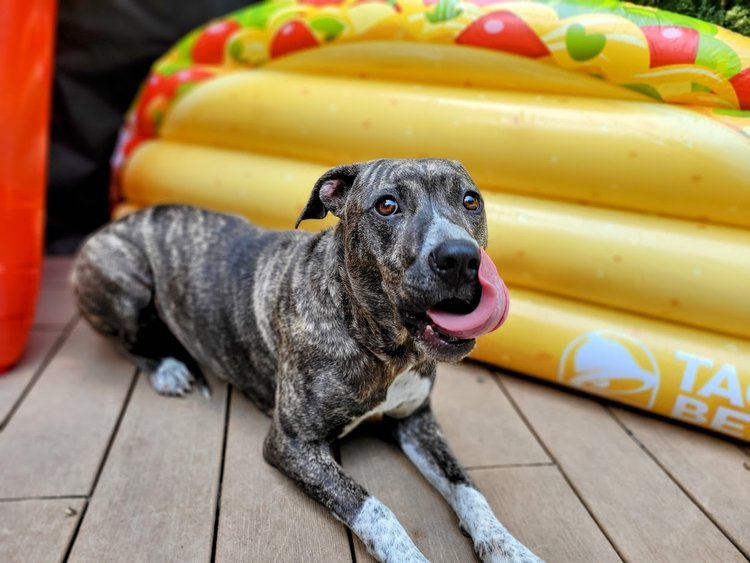 Taco