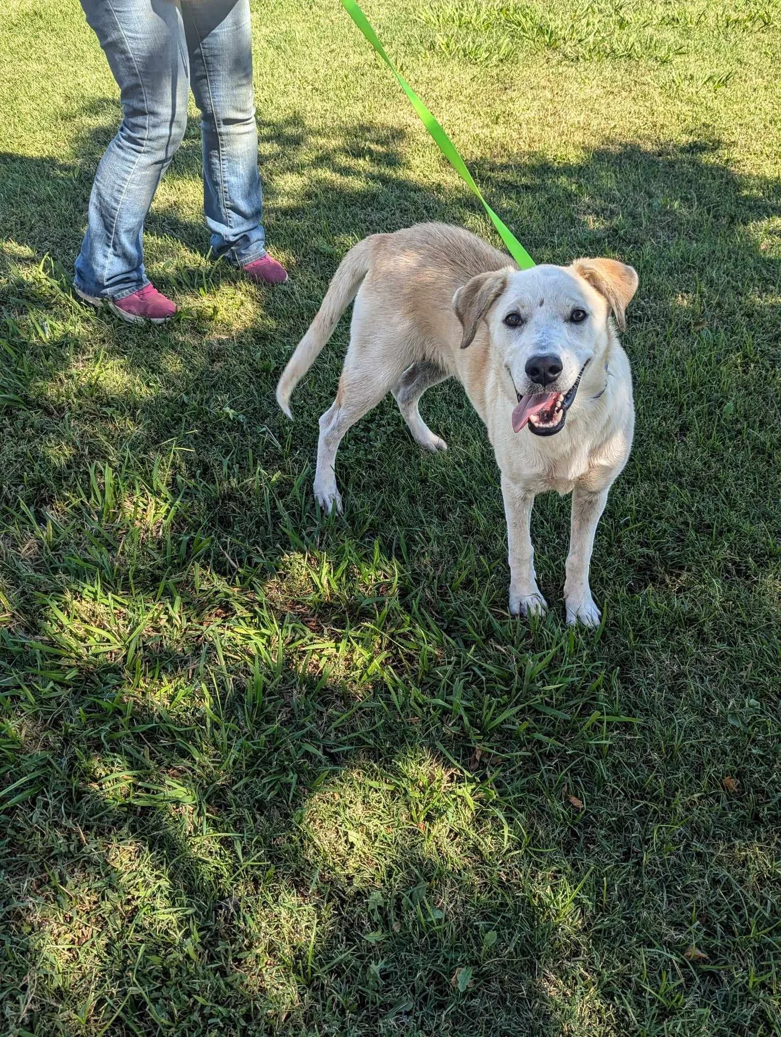 Wisconsin Rescue Dogs Adopt — Fetch Wisconsin Rescue