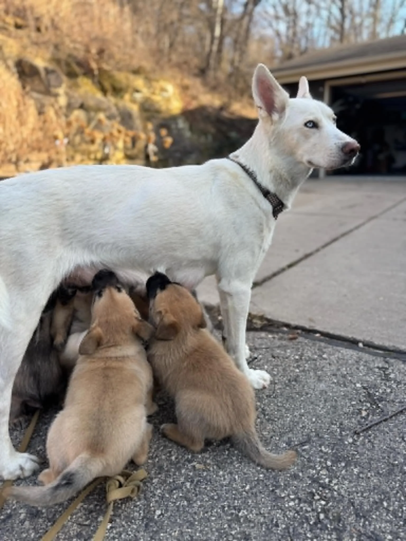 Wisconsin Rescue Dogs Marv — Fetch Wisconsin Rescue