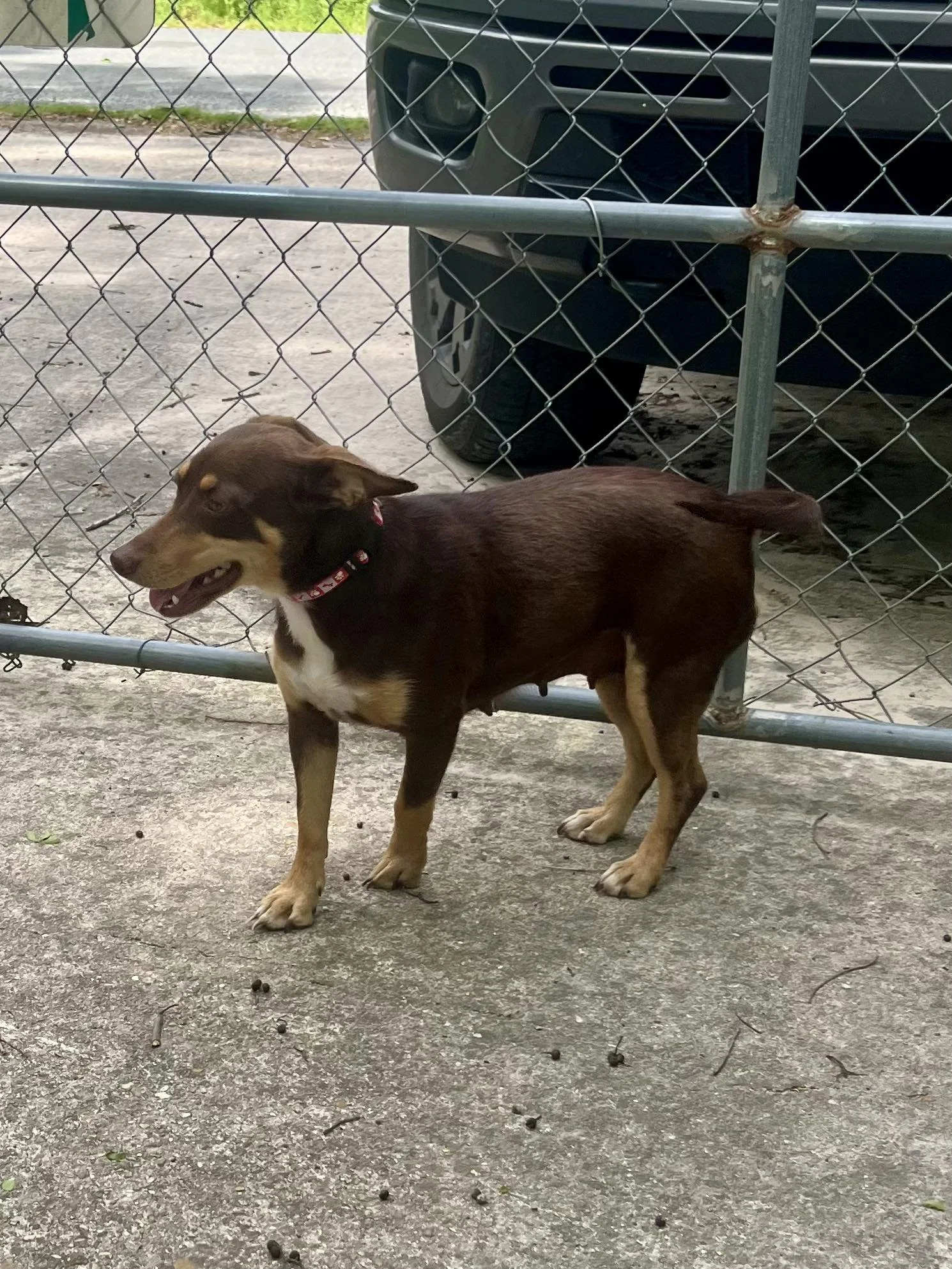 Cara Rescue Dogs Cara β Fetch Wisconsin Rescue