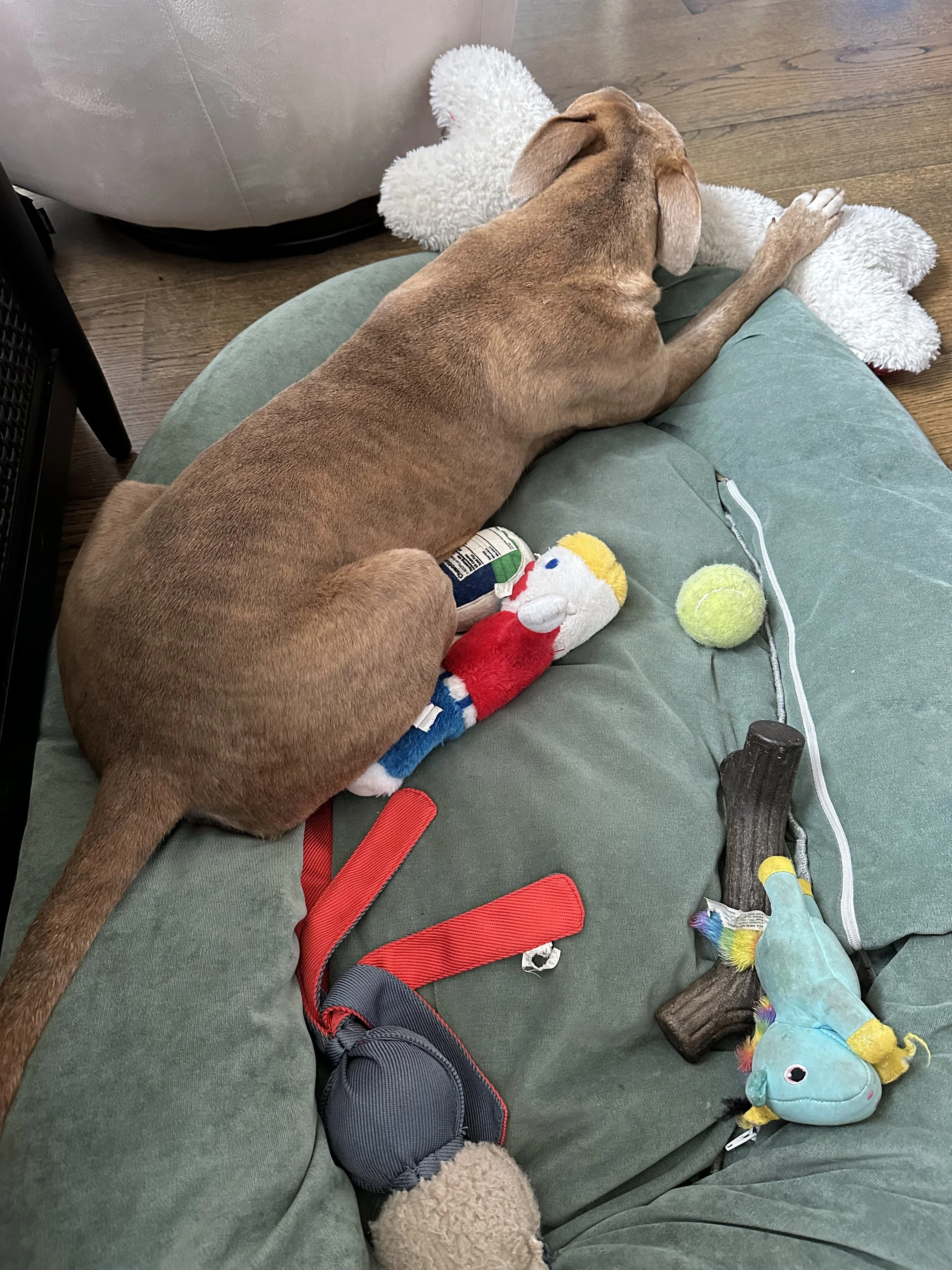 Jacks Fetch Routine Apple Jacks — Fetch Wisconsin Rescue