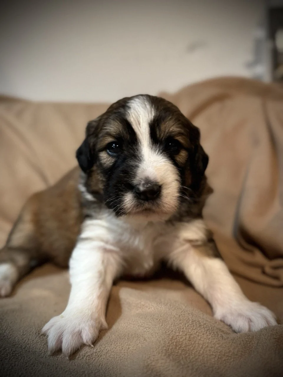 IMG_6323 2 Large.jpeg