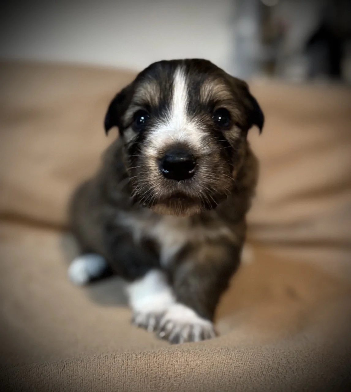 IMG_6312 2 Large.jpeg