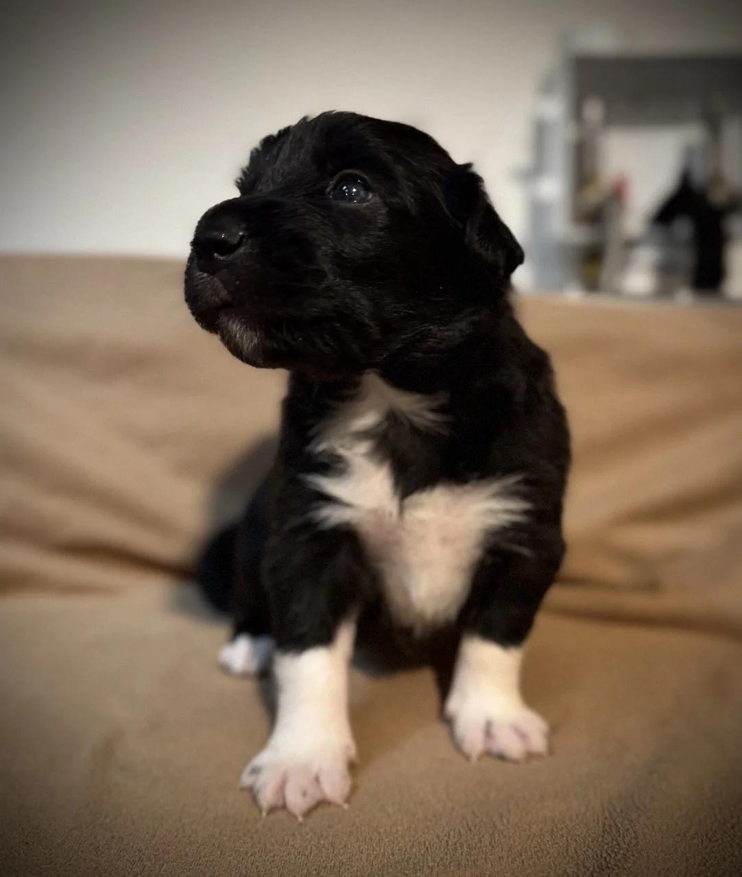 IMG_6309 2 Large.jpeg