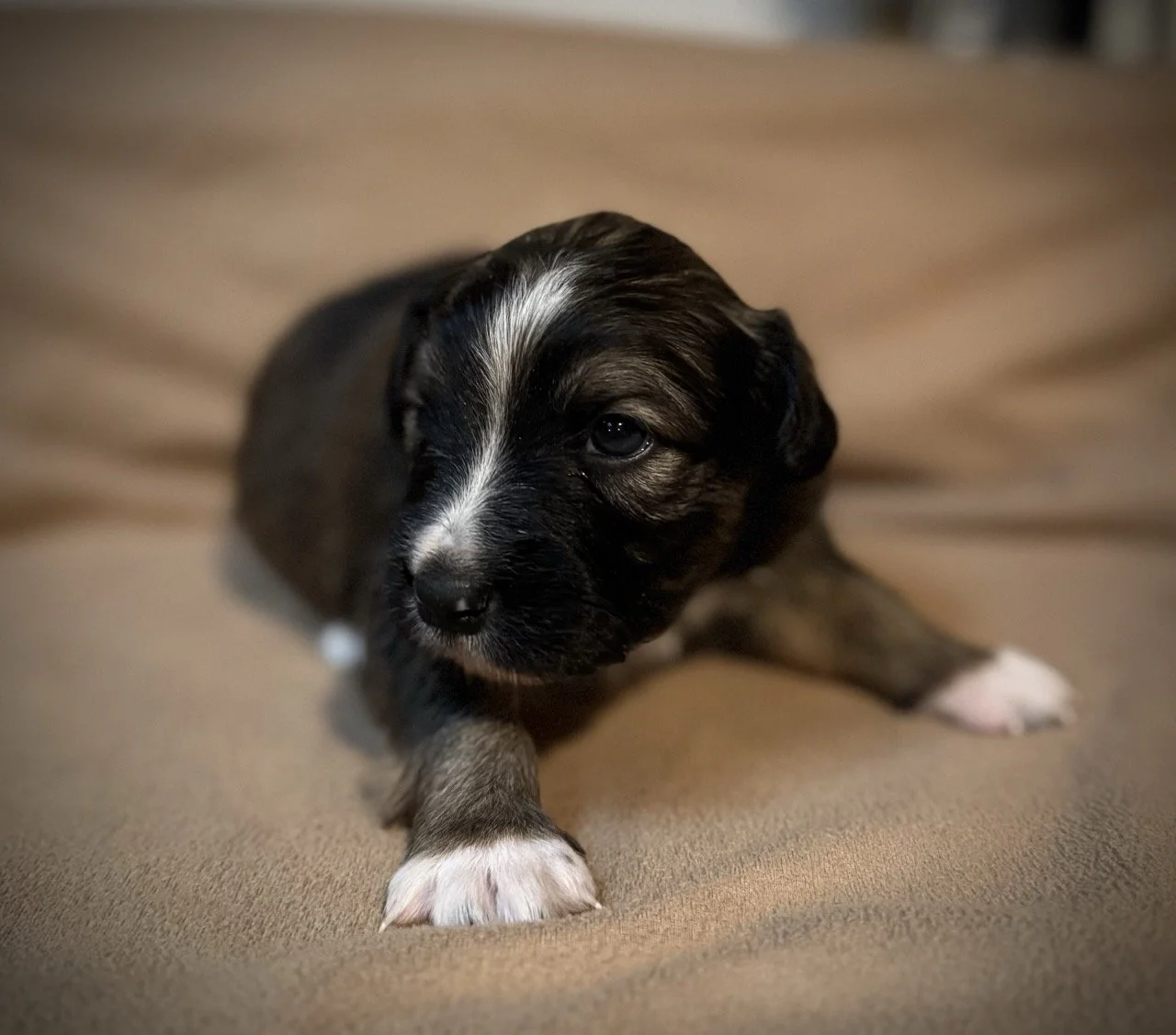 IMG_6308 2 Large.jpeg