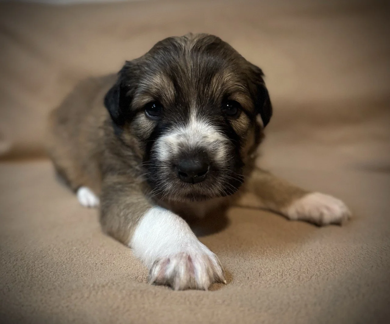 IMG_6303 2 Large.jpeg