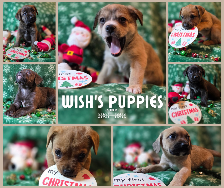 Wish’s Puppies