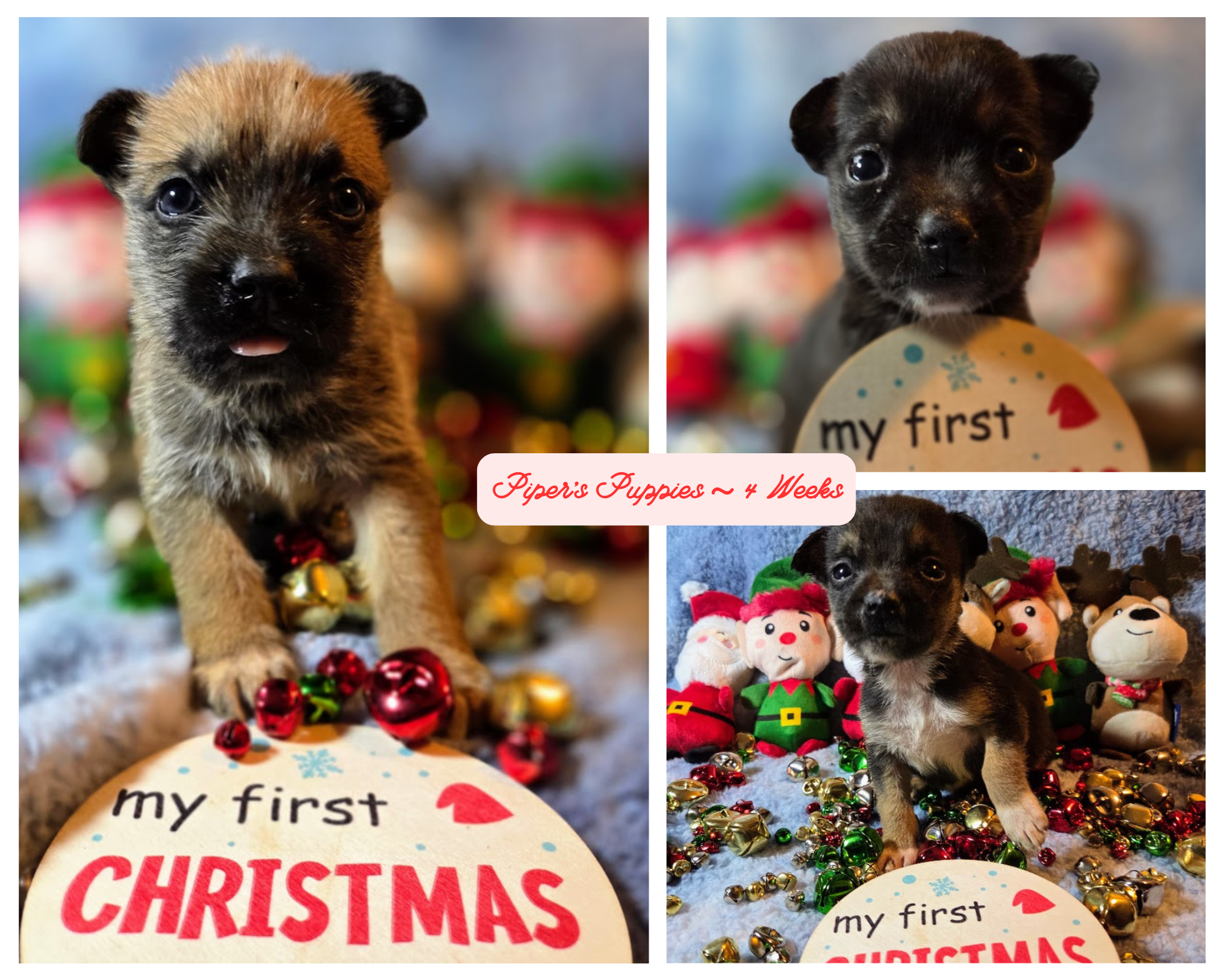 Piper’s Puppies