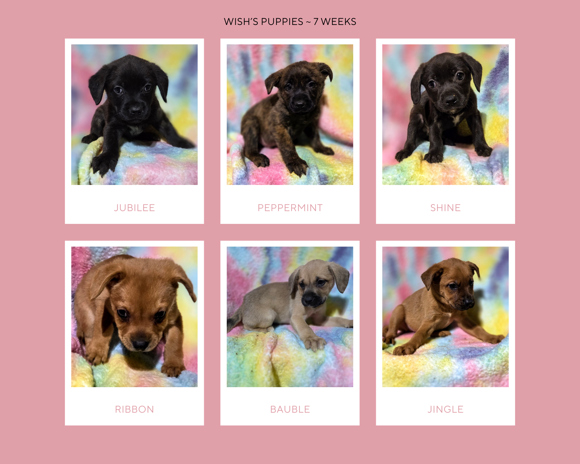 Wish’s Puppies
