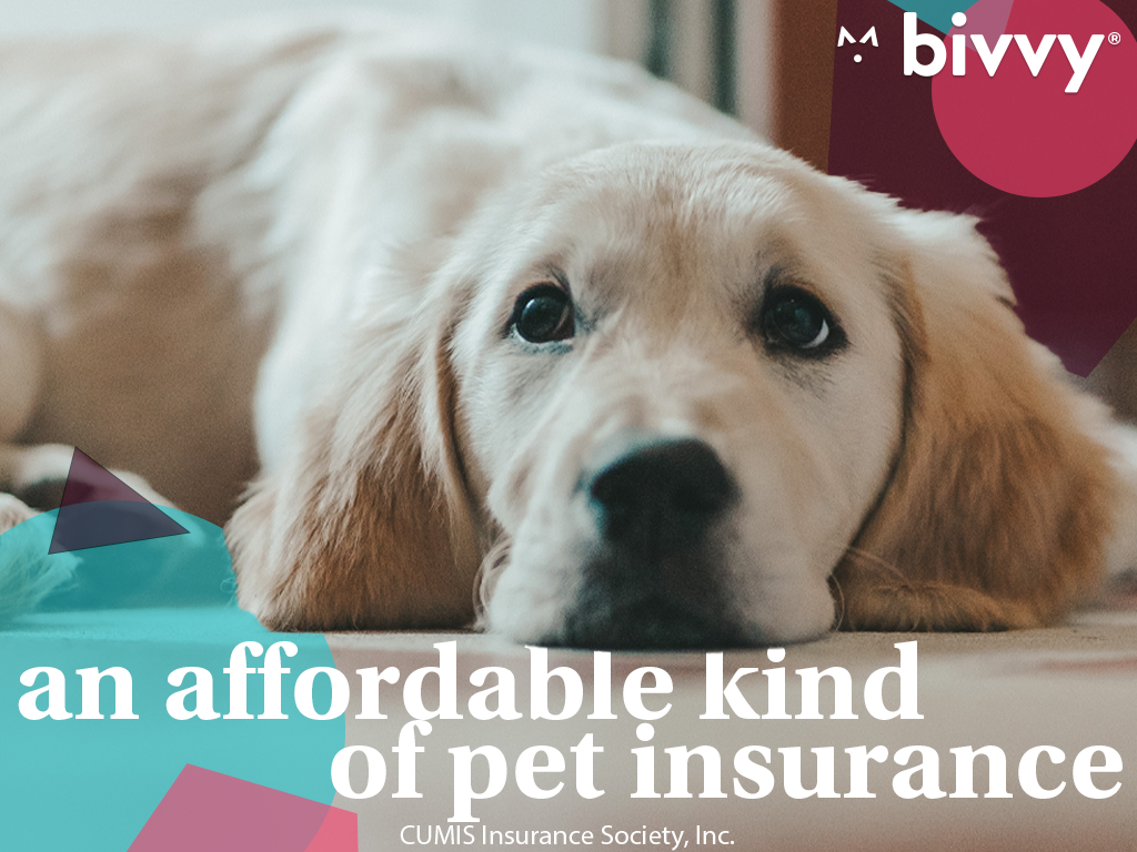 What Does Bivvy Pet Insurance Cover Sponsors — Fetch Wisconsin Rescue