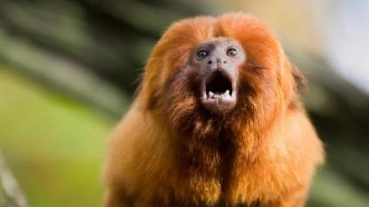 Qual a importância do mico leão dourado?