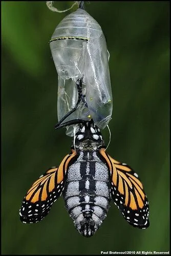 Algumas percepções sobre 2020