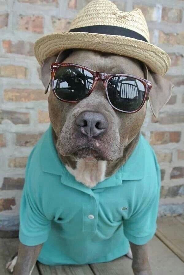 O melhor amigo do homem