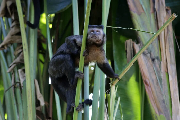 TEM UM MACACO NA SUA COZINHA