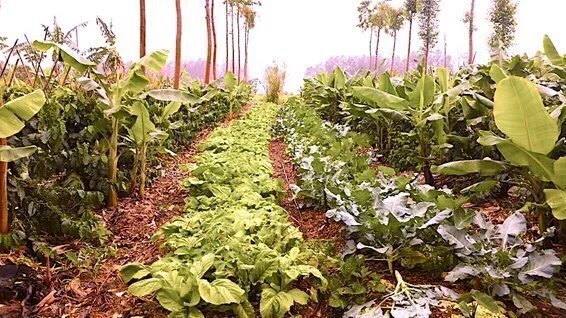 Ecogastronomia, você sabe o que é?