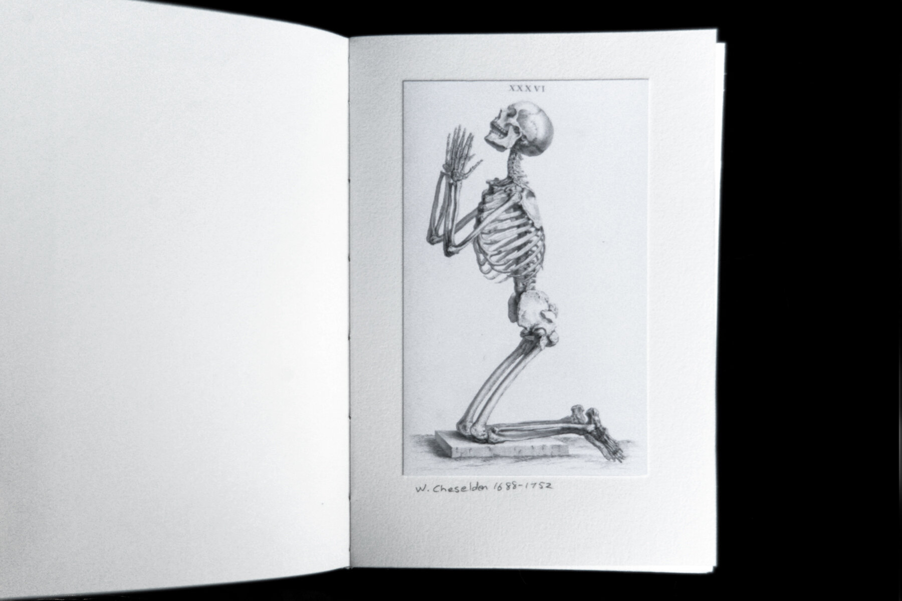 Anatomy - Huebner Book Art