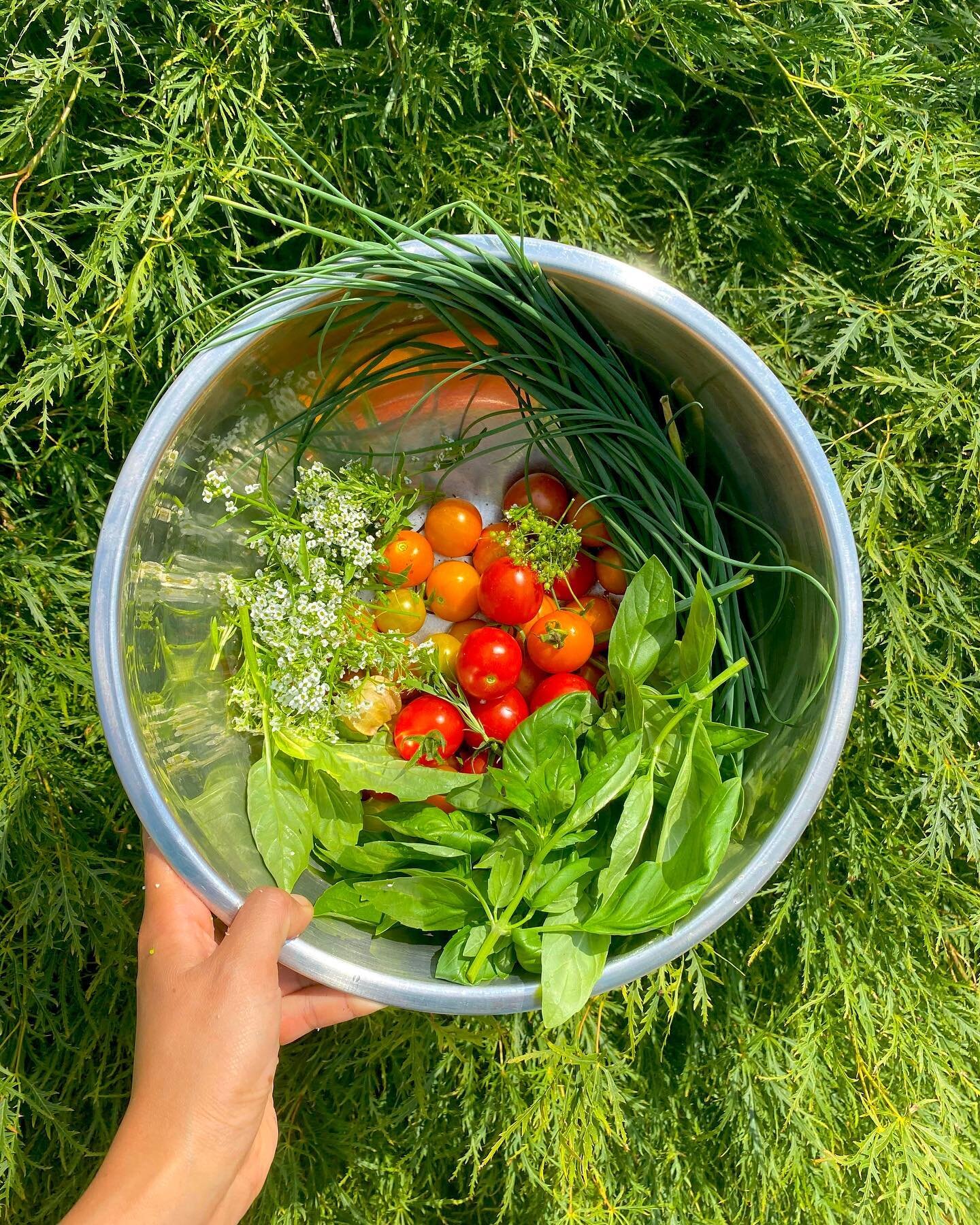 Grow food that makes you feel good - no matter the size, every harvest is a reflection of your strength, will, and freedom. Learn what to do with your harvest along with other simple recipes at freedom-gardens.com 🍴🌱🍅