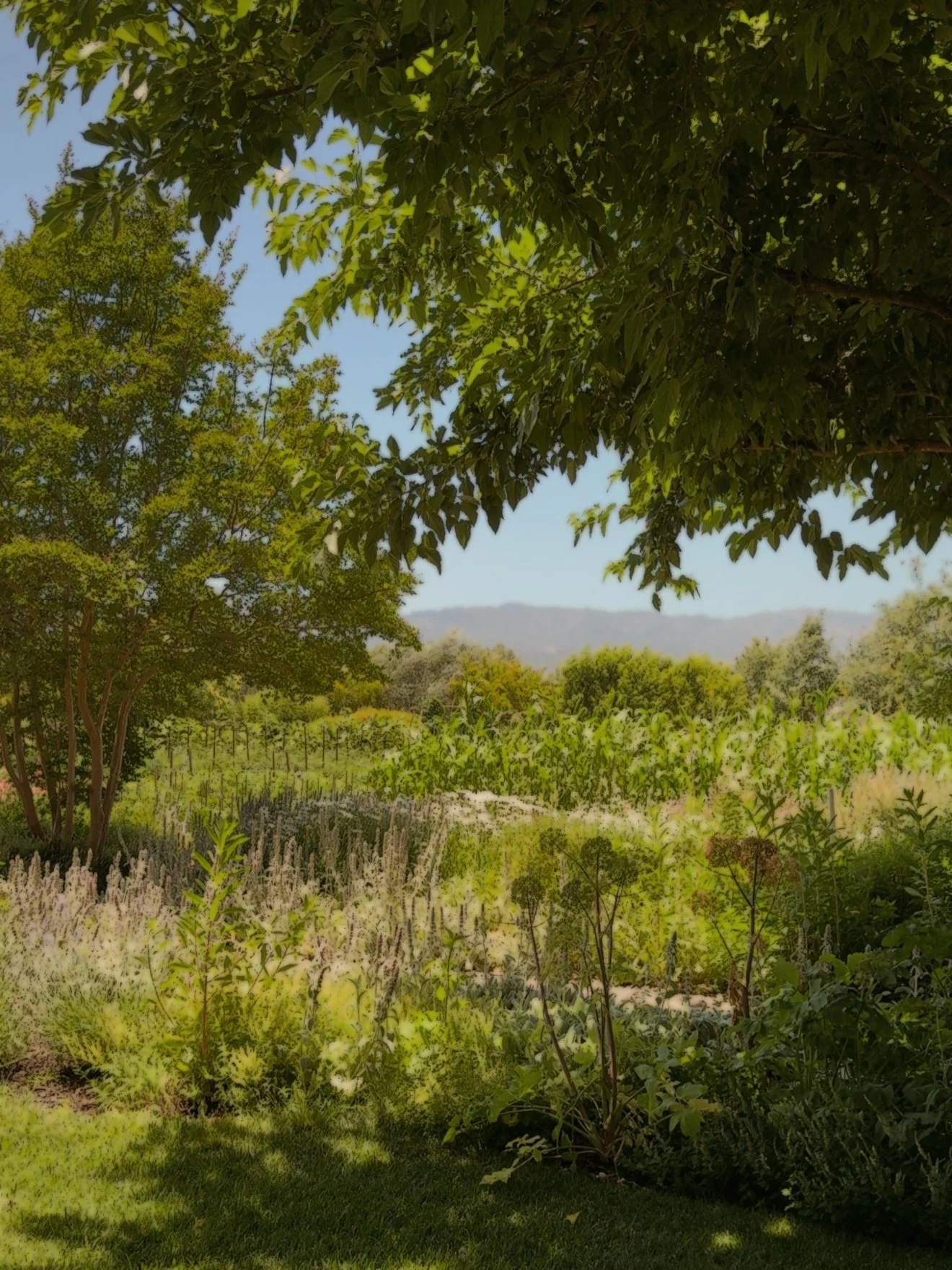 Wild-Zephyr-Napa-Family-Things-To-Do.JPG