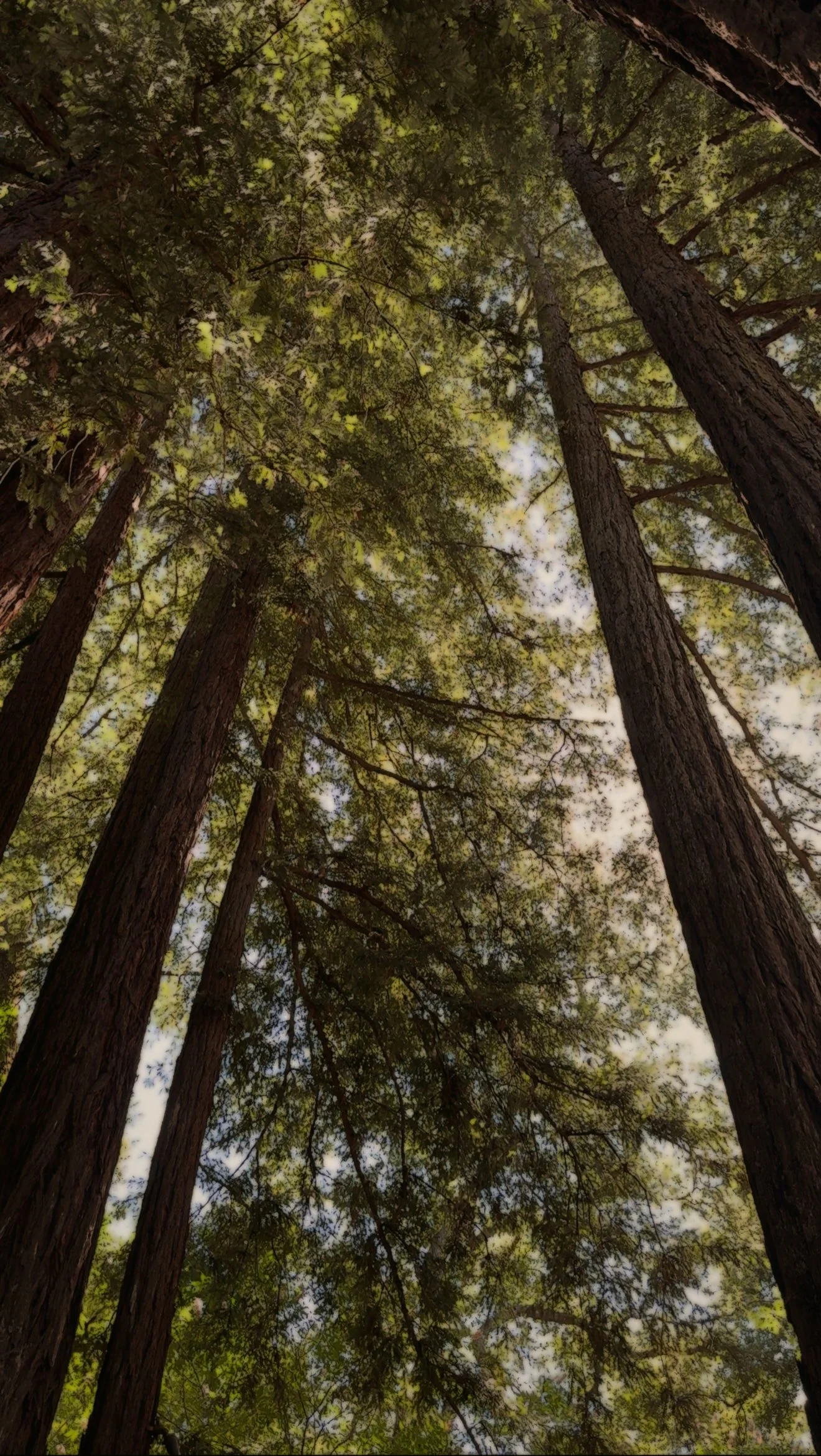 redwood trees in the Fairy Circle at AXR Napa Valley