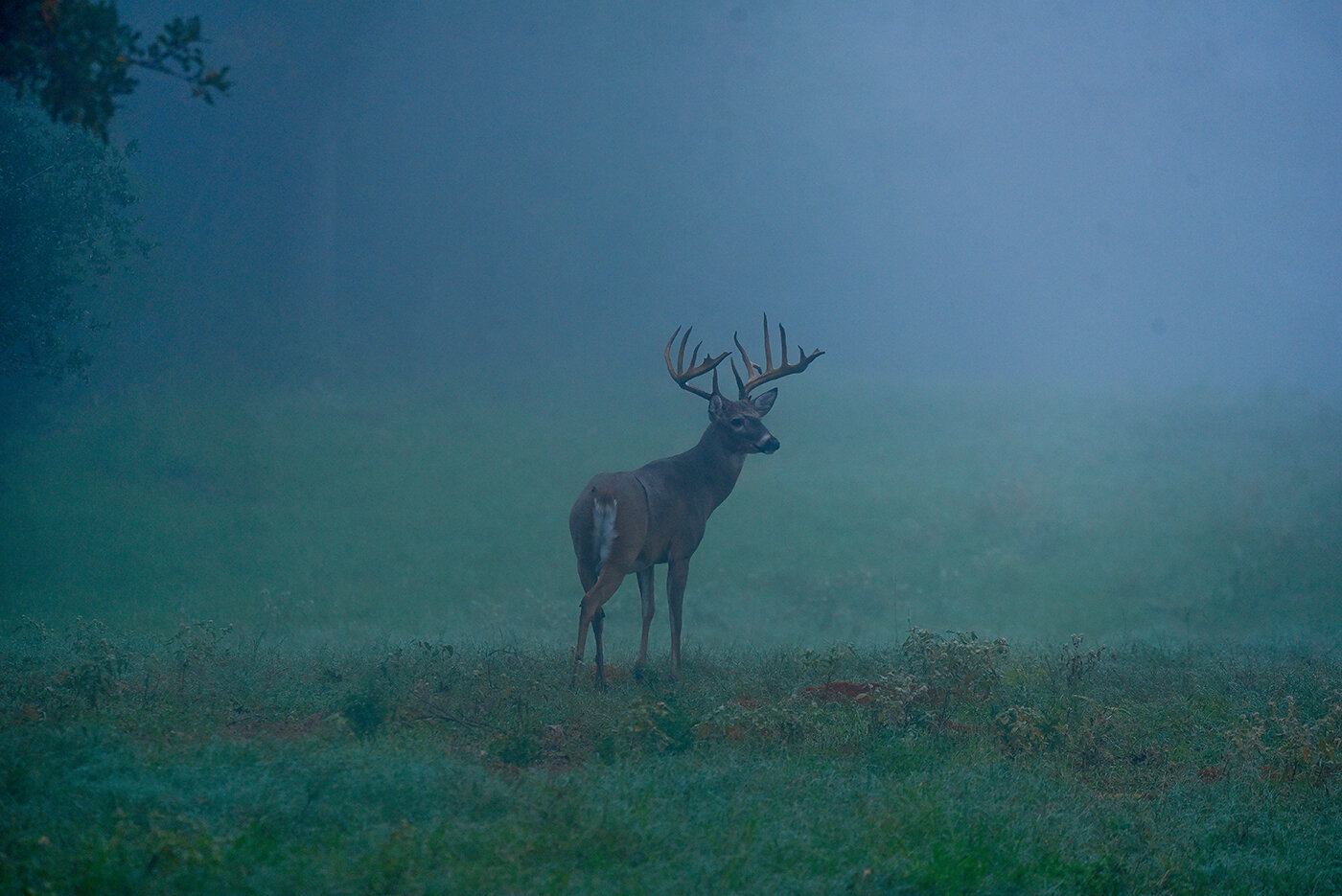 DRW_VYGimagery_Whitetail_BuckFog_LR.jpg