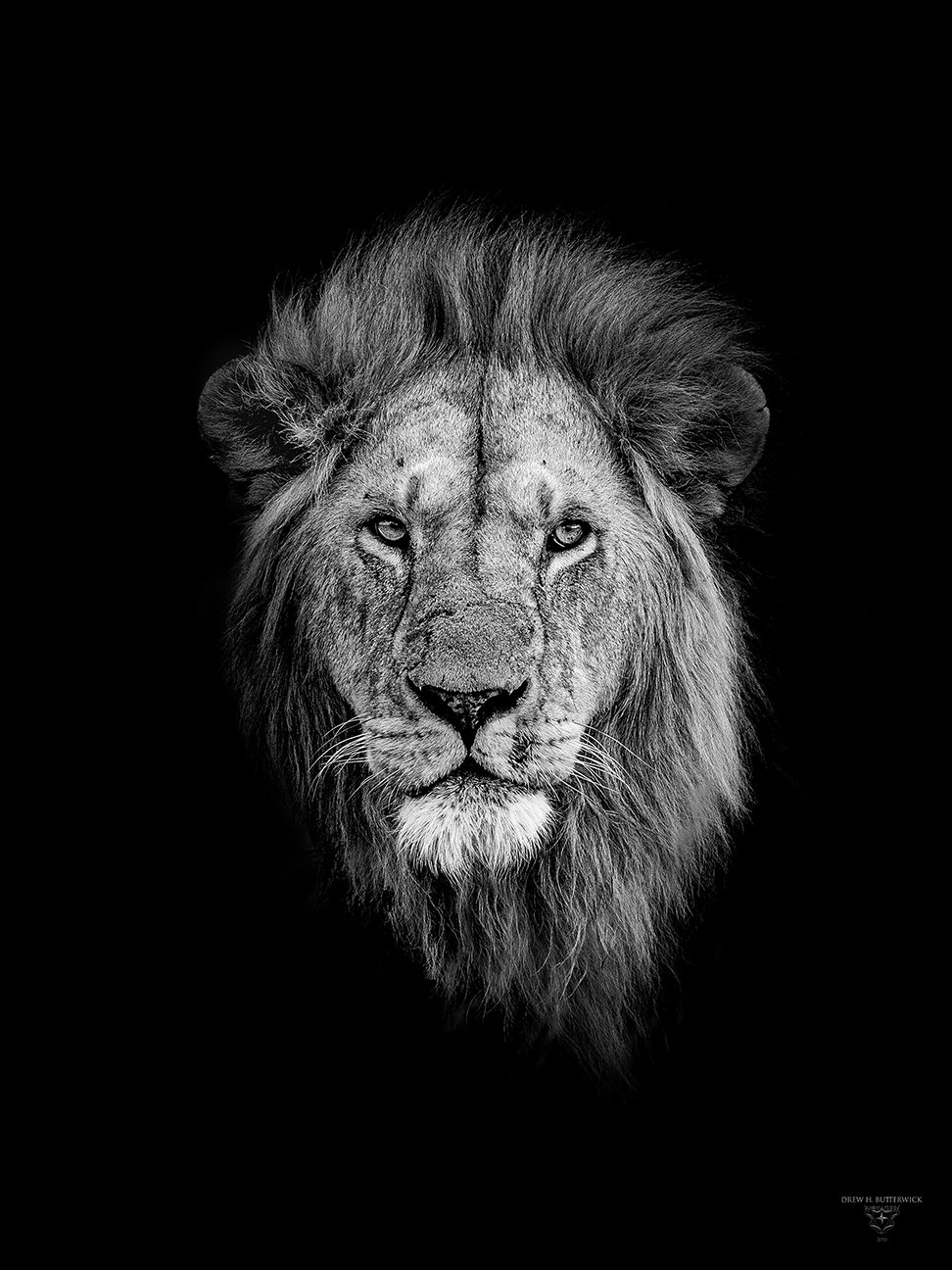 VYI_Kenya_Lion_Portrait_B&W_HiRes_sig.jpg