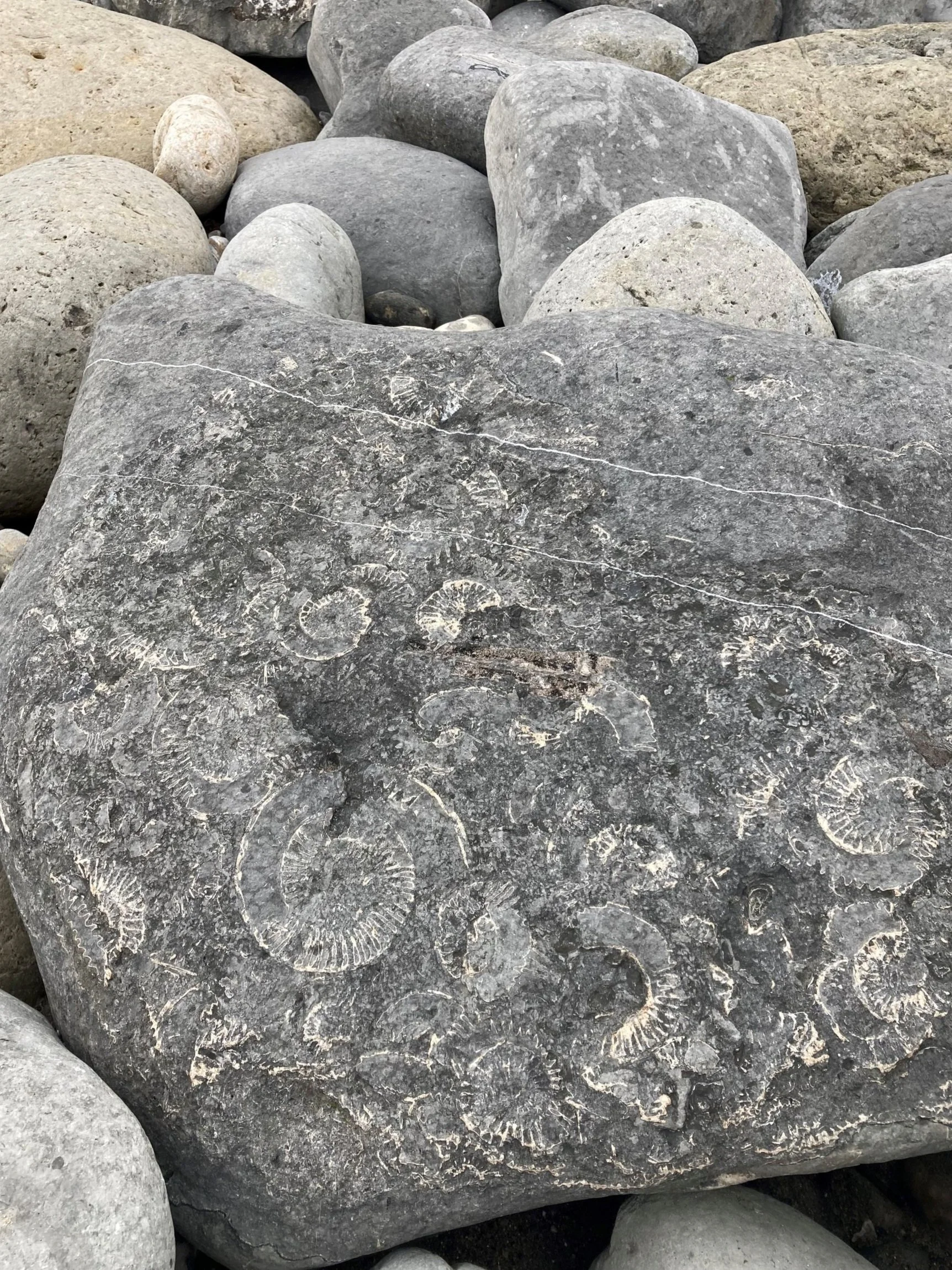 Fossil Hunting In Lyme Regis Lyme Regis Stays fossil-hunting-in-lyme-regis-lyme-regis-stays