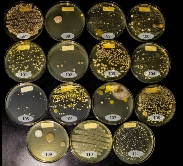 Um vislumbre do nosso microbioma (Lisboa)