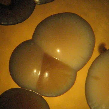 Dia Internacional do Microrganismo