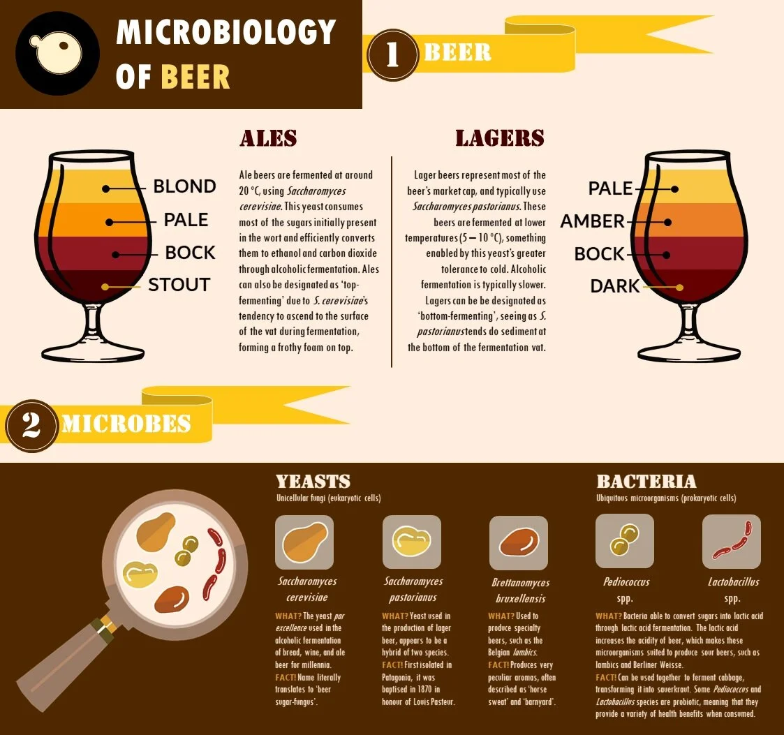 Science communication: "Microbiology of Beer"
