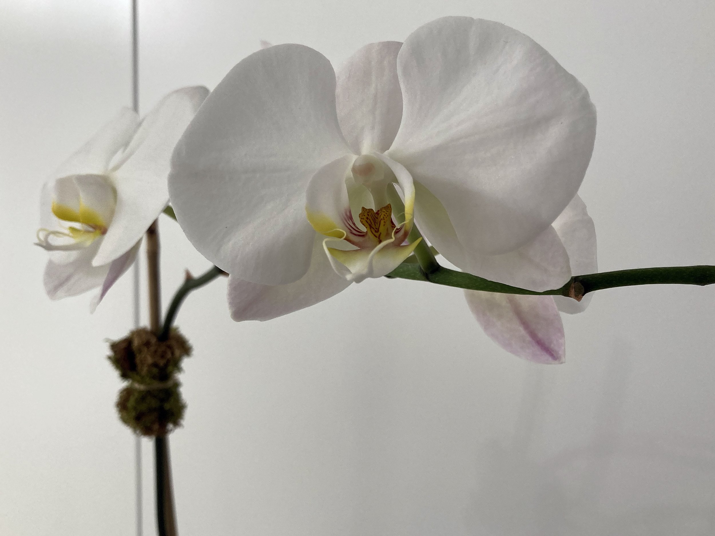 Photo_New Flower Image_1.jpg