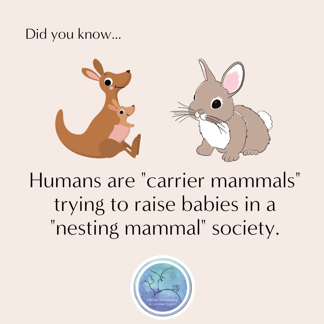 Interesting... but what does that mean?⁠
⁠
Human milk is about 88% water. It's not meant to keep us full for very long. We are meant to stay close to our babies, feed them frequently and around the clock, and &quot;carry&quot; them. Their survival de