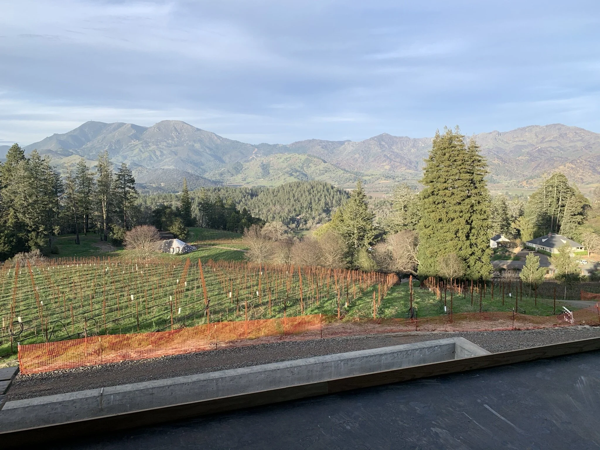 A view of the vineyards surrounding the house