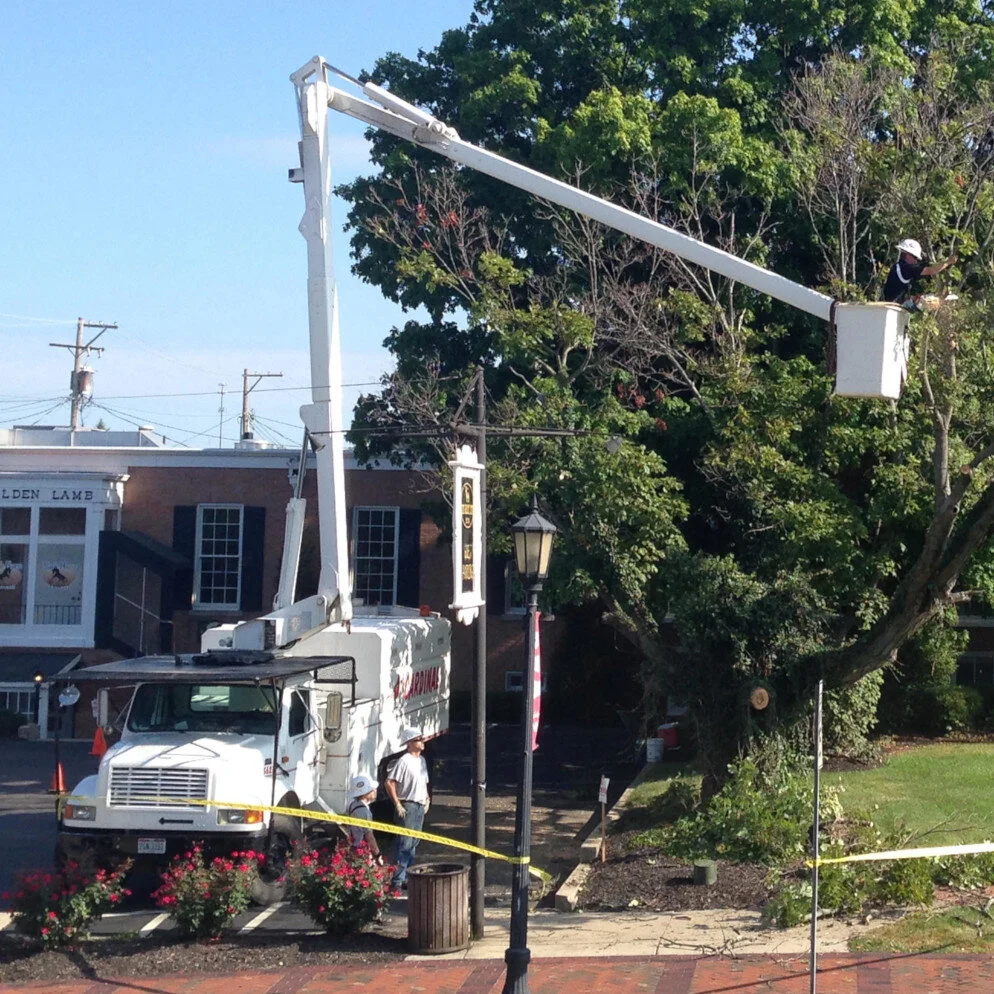 Tree Removal — Cardinal Landscaping & Tree Service