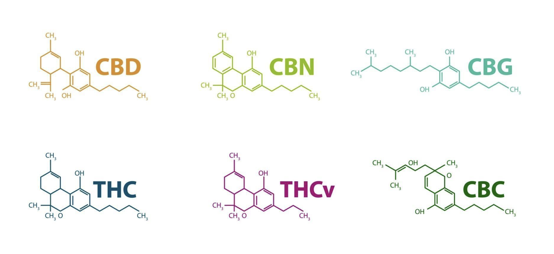 Cannabinoids Explained: THC, CBD, and Everything in Between