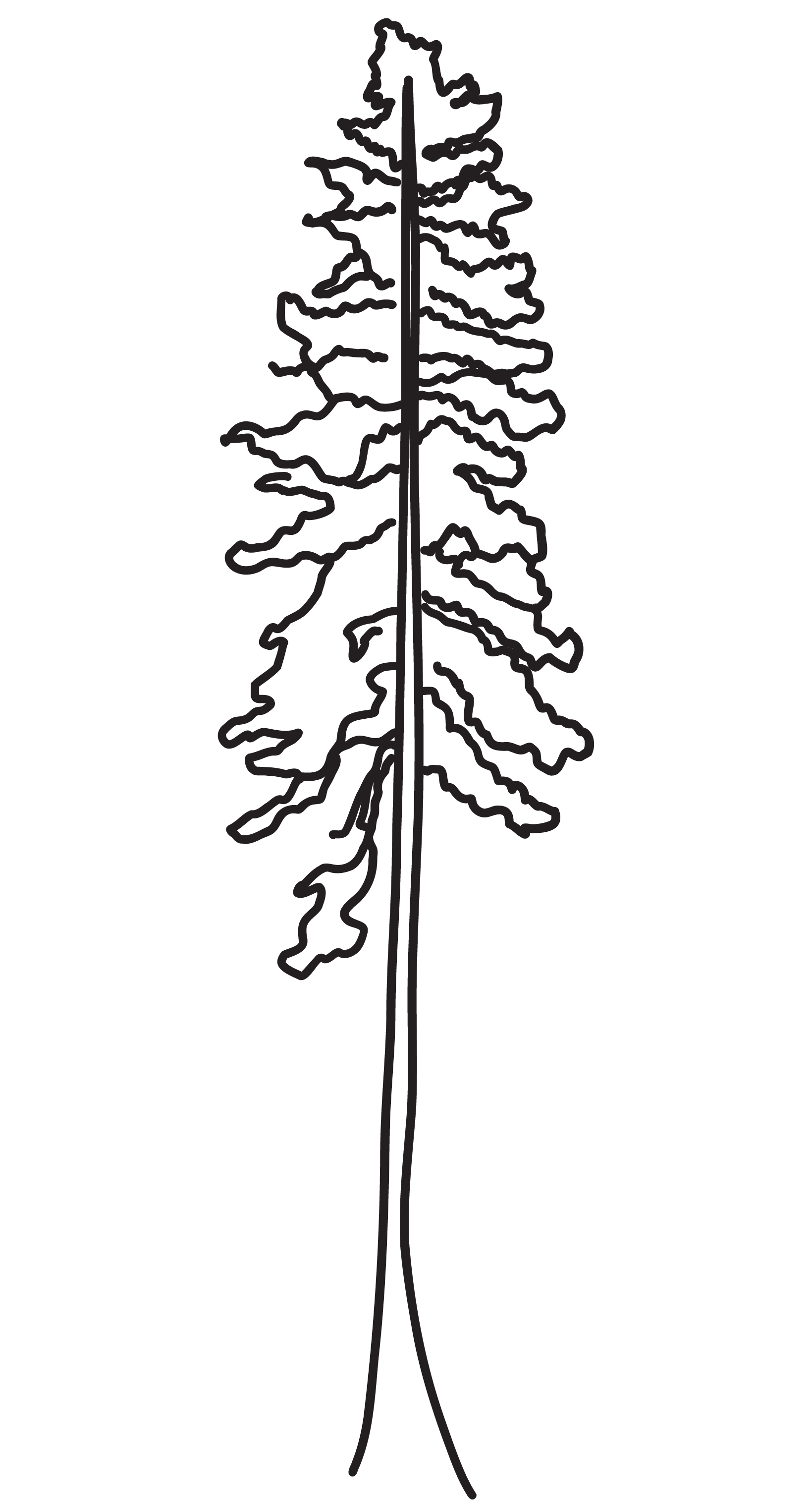 Line drawing of a tree, showing branches and roots.