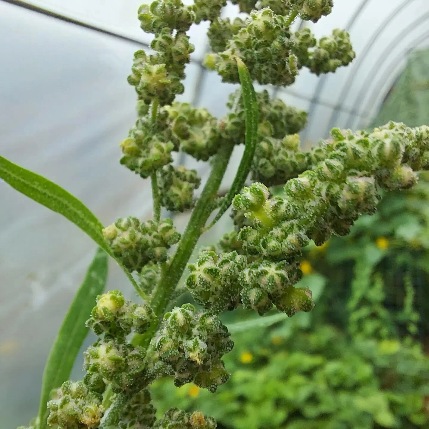 Quinoa and Amaranth growing well inside and outside the tunnel. Beautiful plants!
Wet here today, hope it dries up for campers later on...