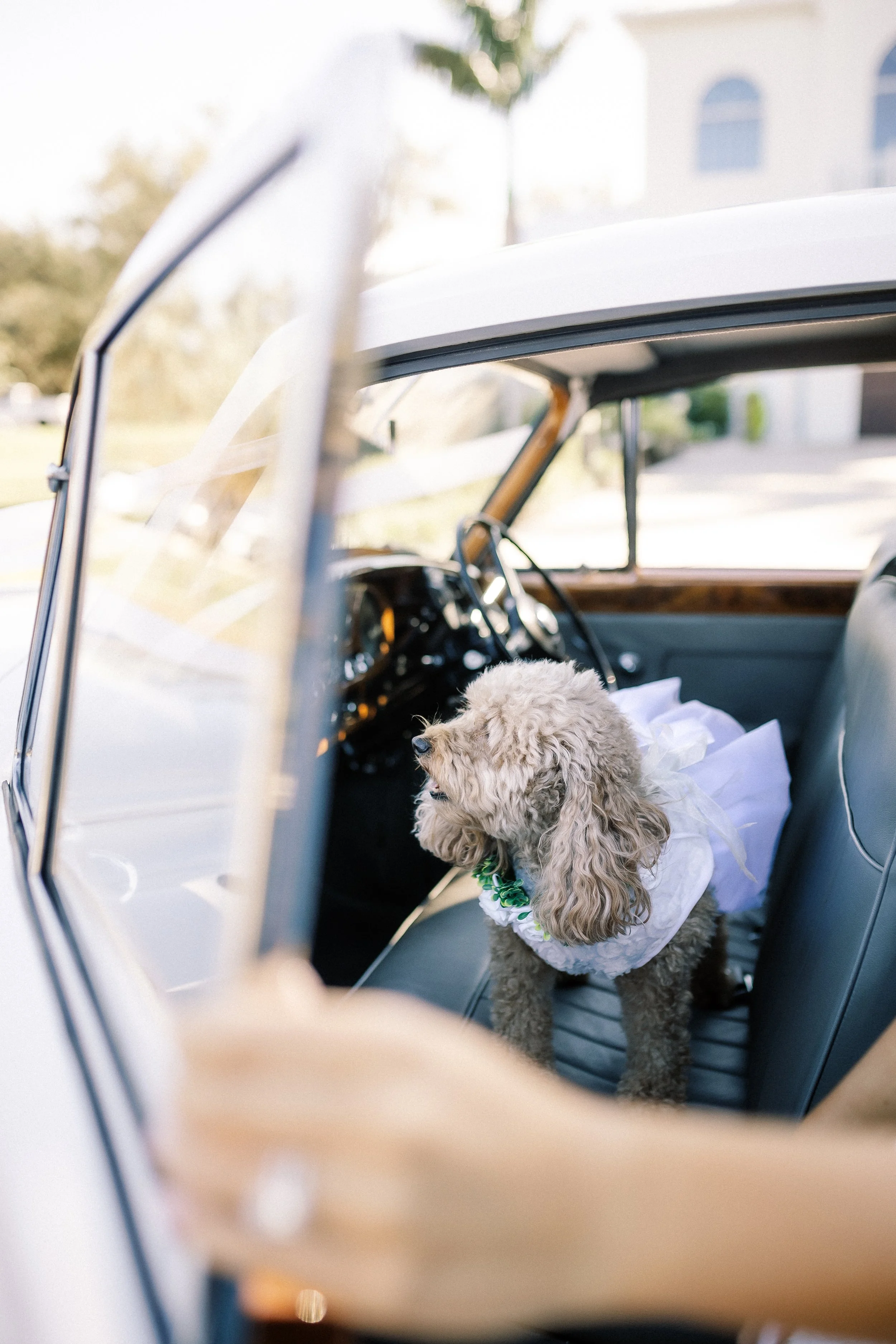 A small dog dressed in wedding attire sitting in the front seat of a vintage white car outdoors.