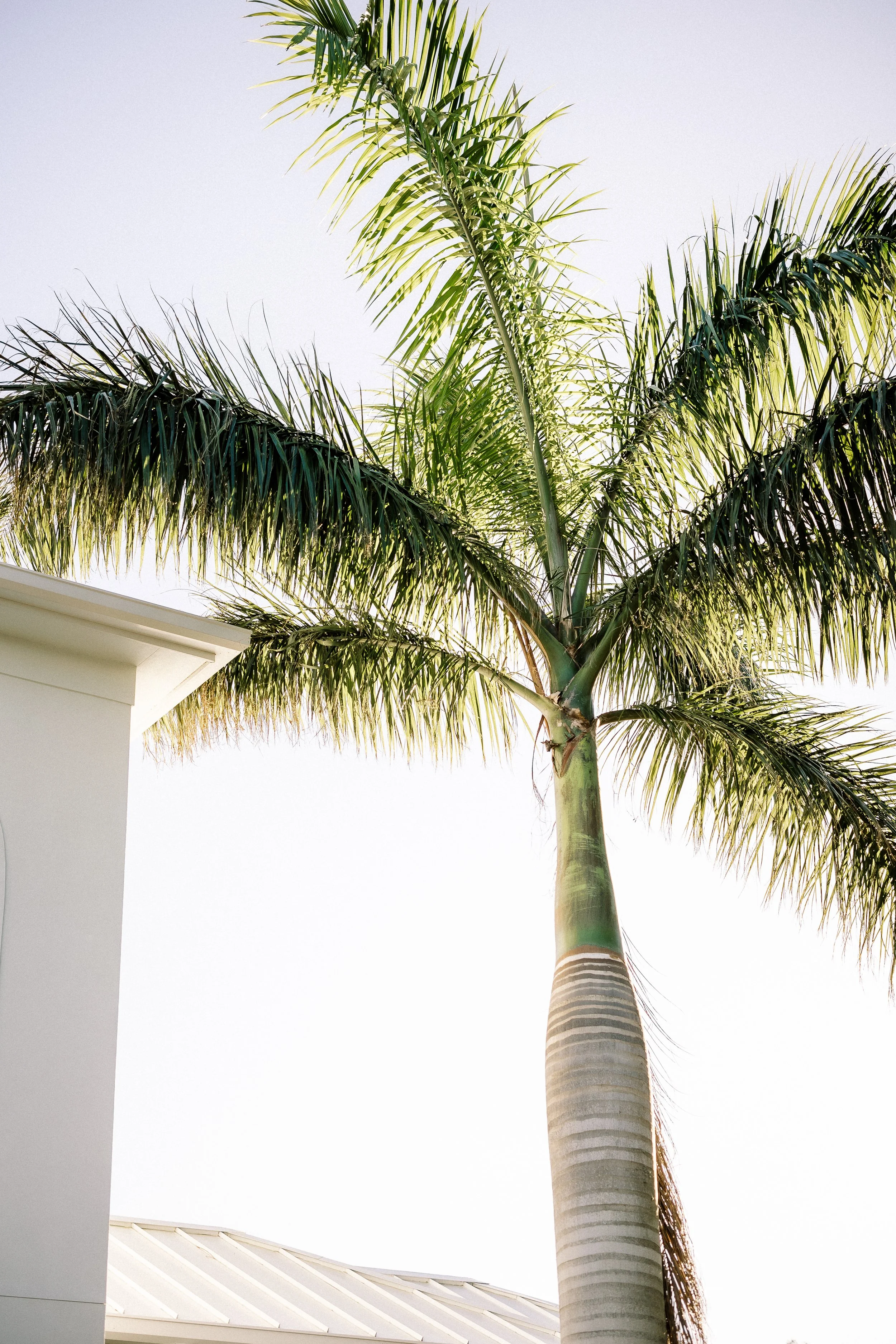 A tall palm tree next to a white building with a gray roof, clear sky in the background.