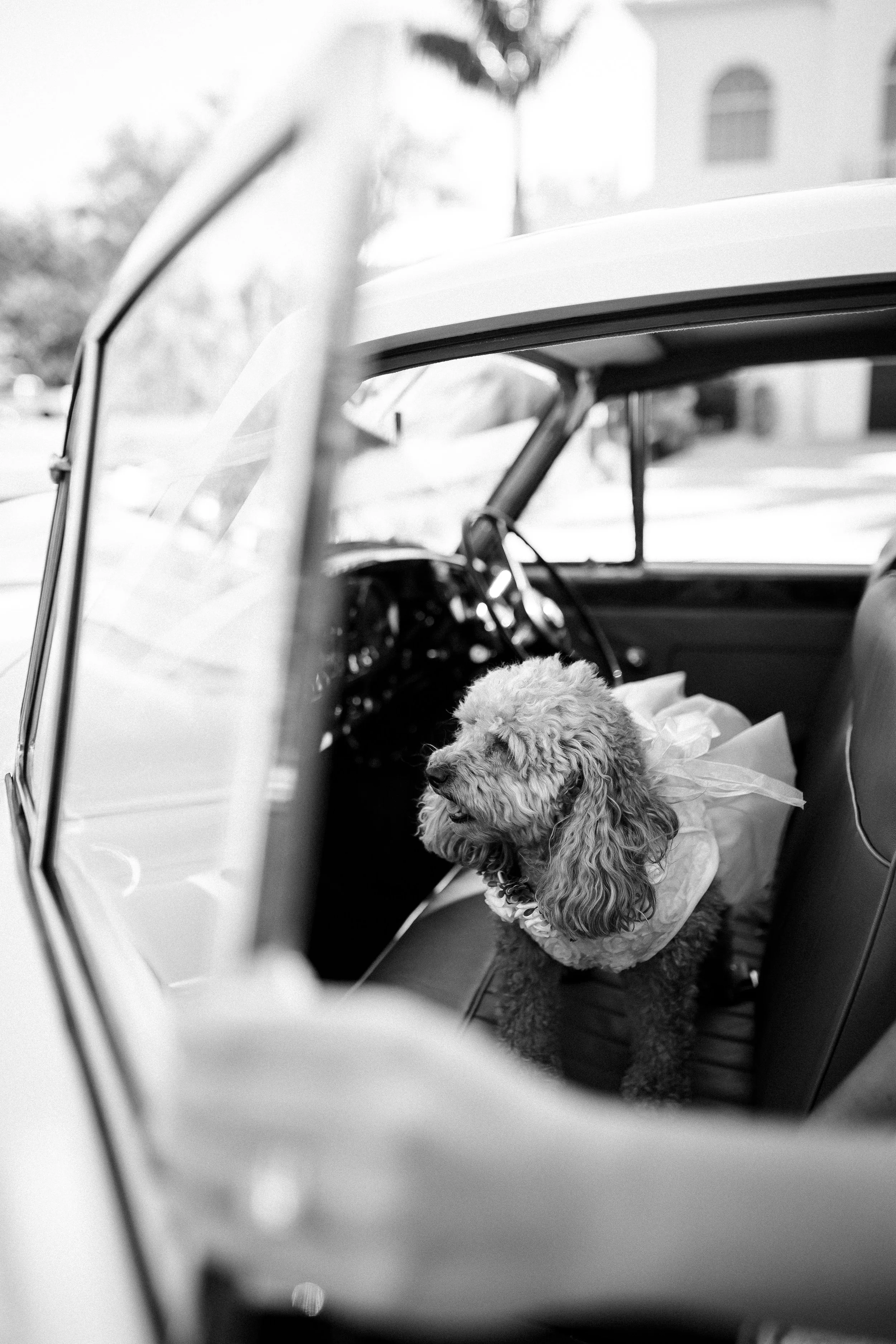 Amelia Island Photographer, Fernandina Beach Photographer, Amelia Island Wedding Photographer, Savannah Wedding Photographer, Charleston Wedding Photographer, Jacksonville Wedding Photographer, wedding photographer 4-6k, timeless wedding photographer