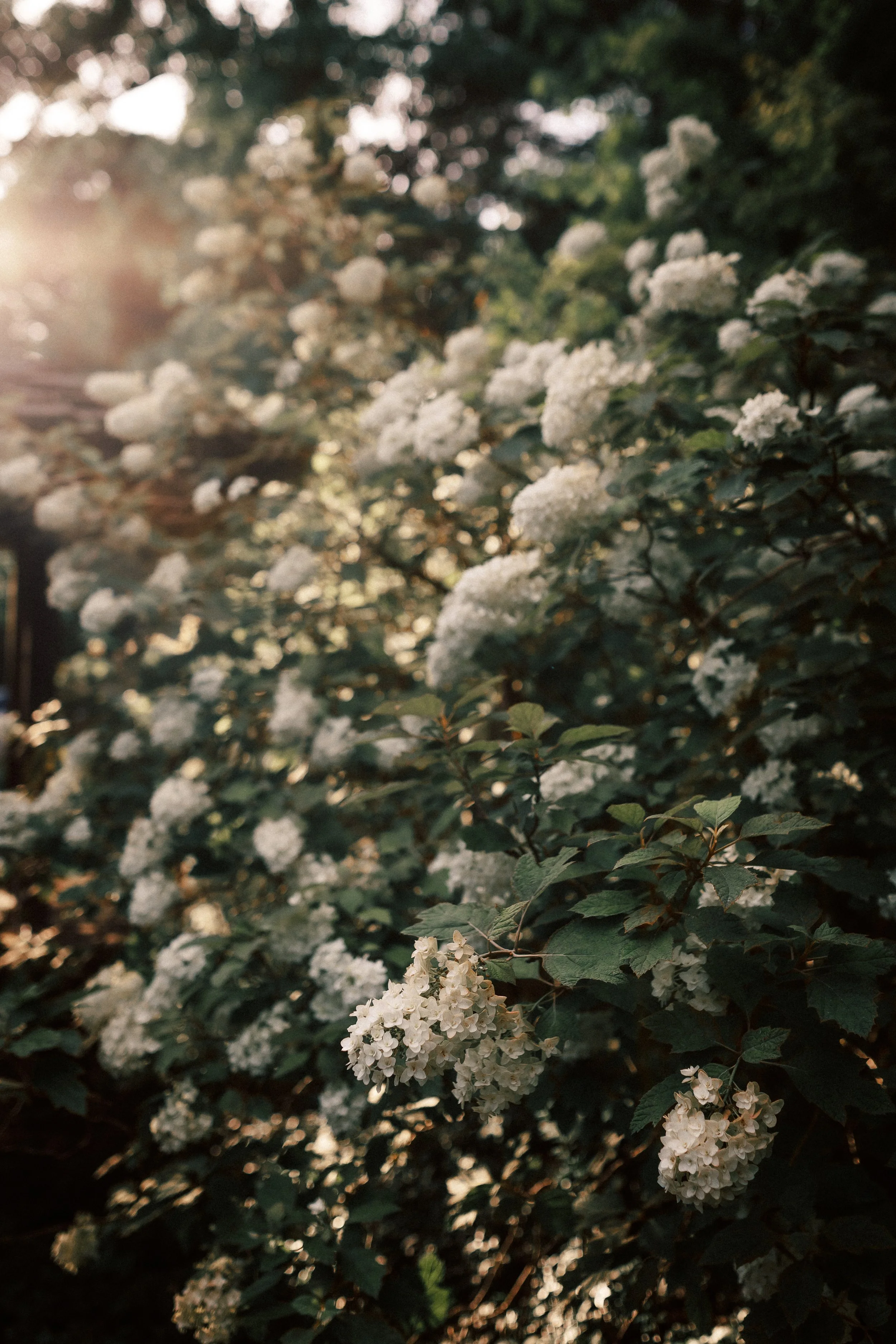 Setting-31.jpg
