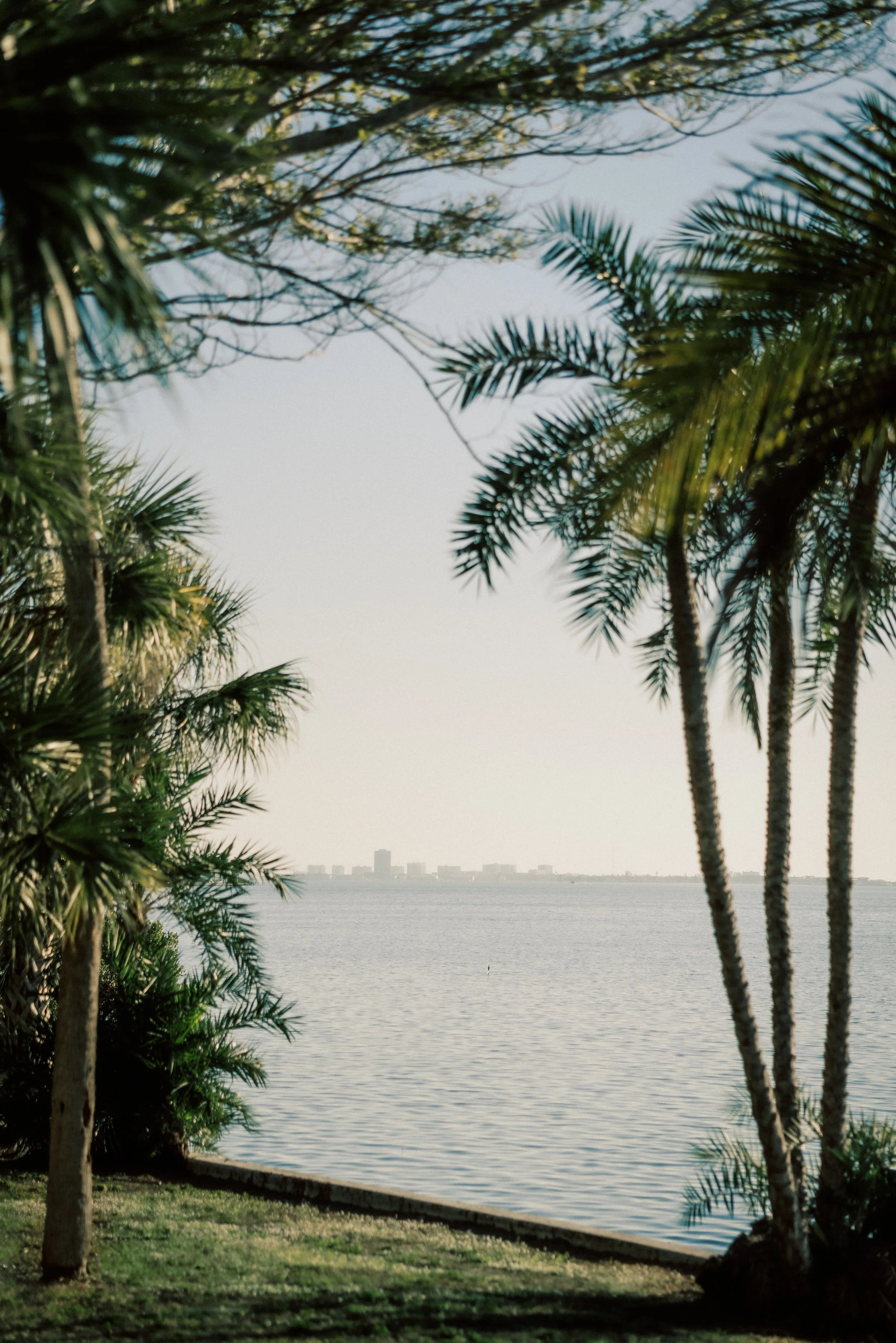 Tropical shoreline with palm trees overlooking a calm body of water, with a distant city skyline.