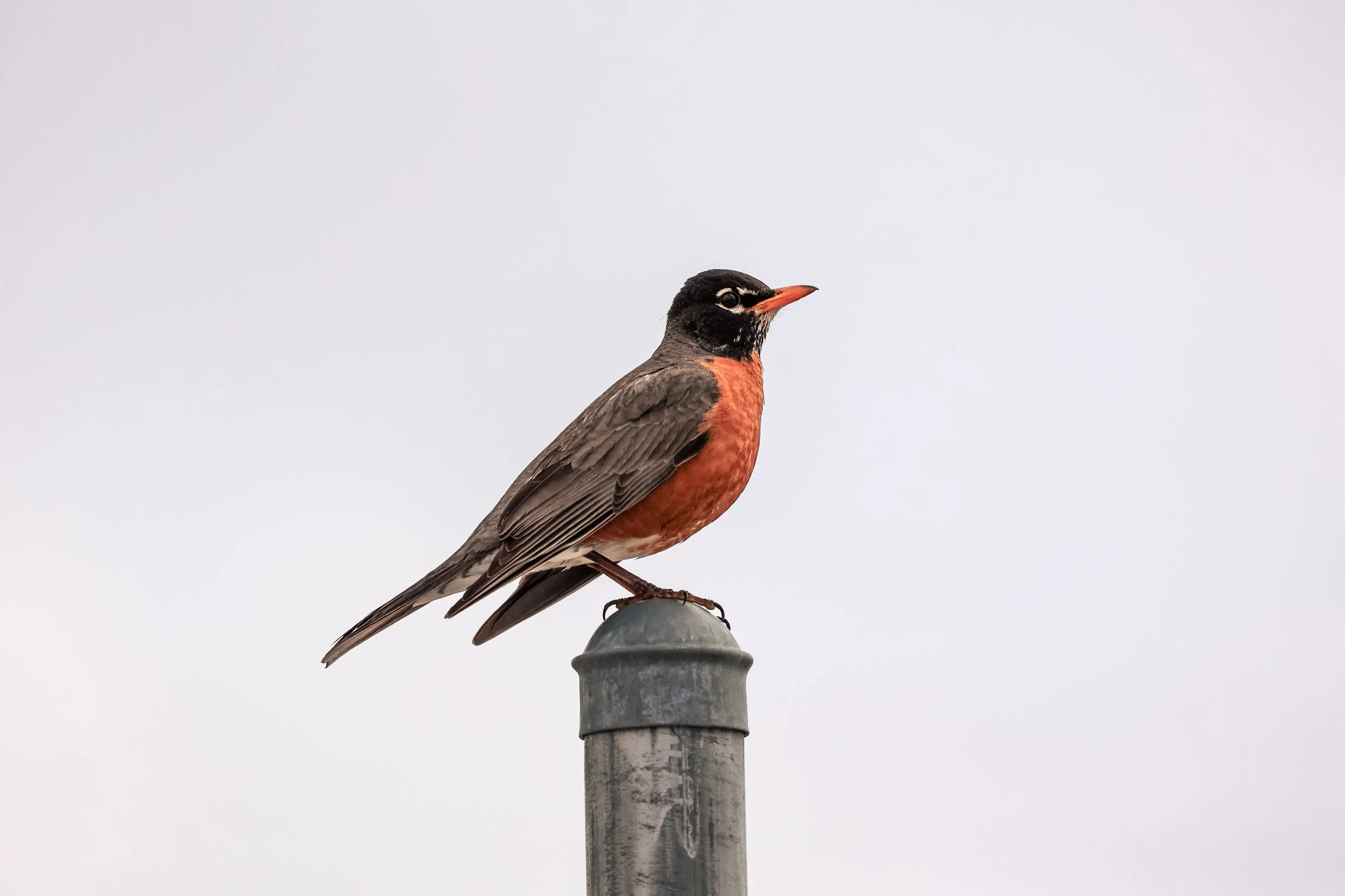 bird-on-post-in-rocky-mountain-arsenal.jpg