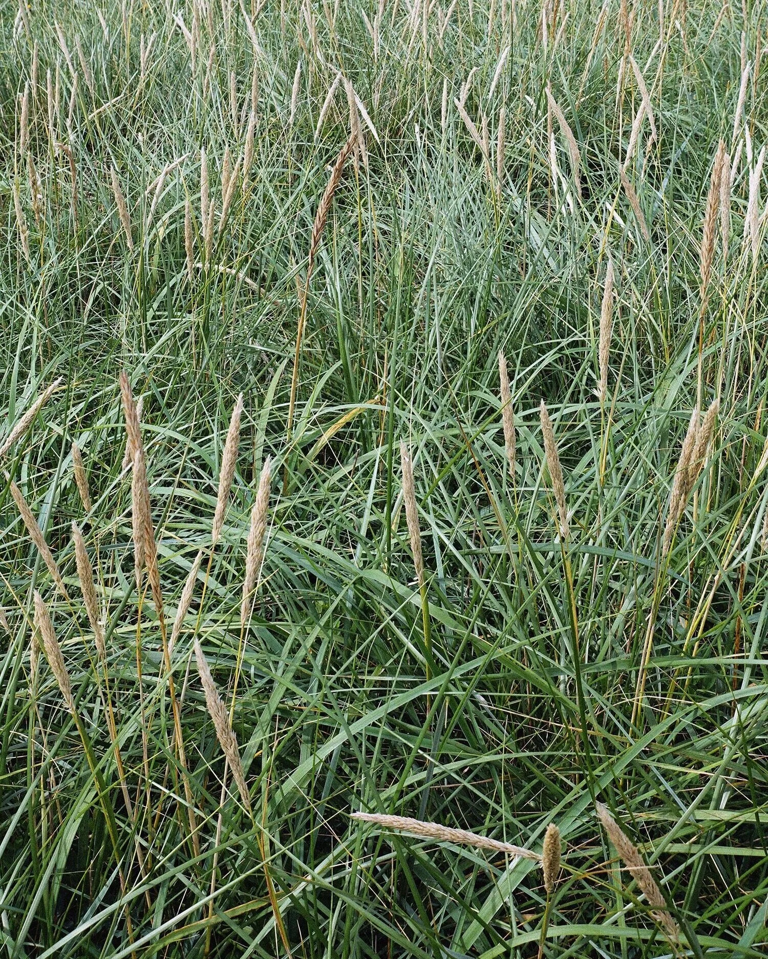 Marehalm, Brusanden i Hå kommune, 2016.