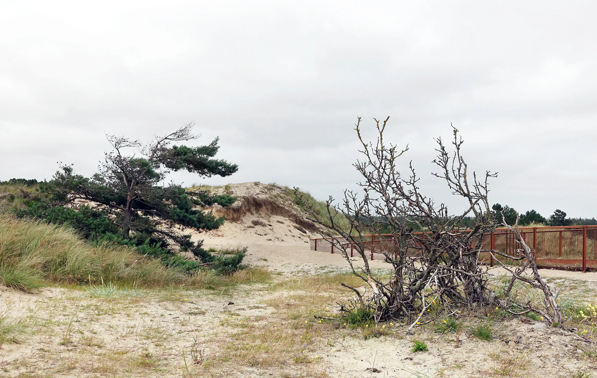 Vind og vær preger naturen ved kysten.