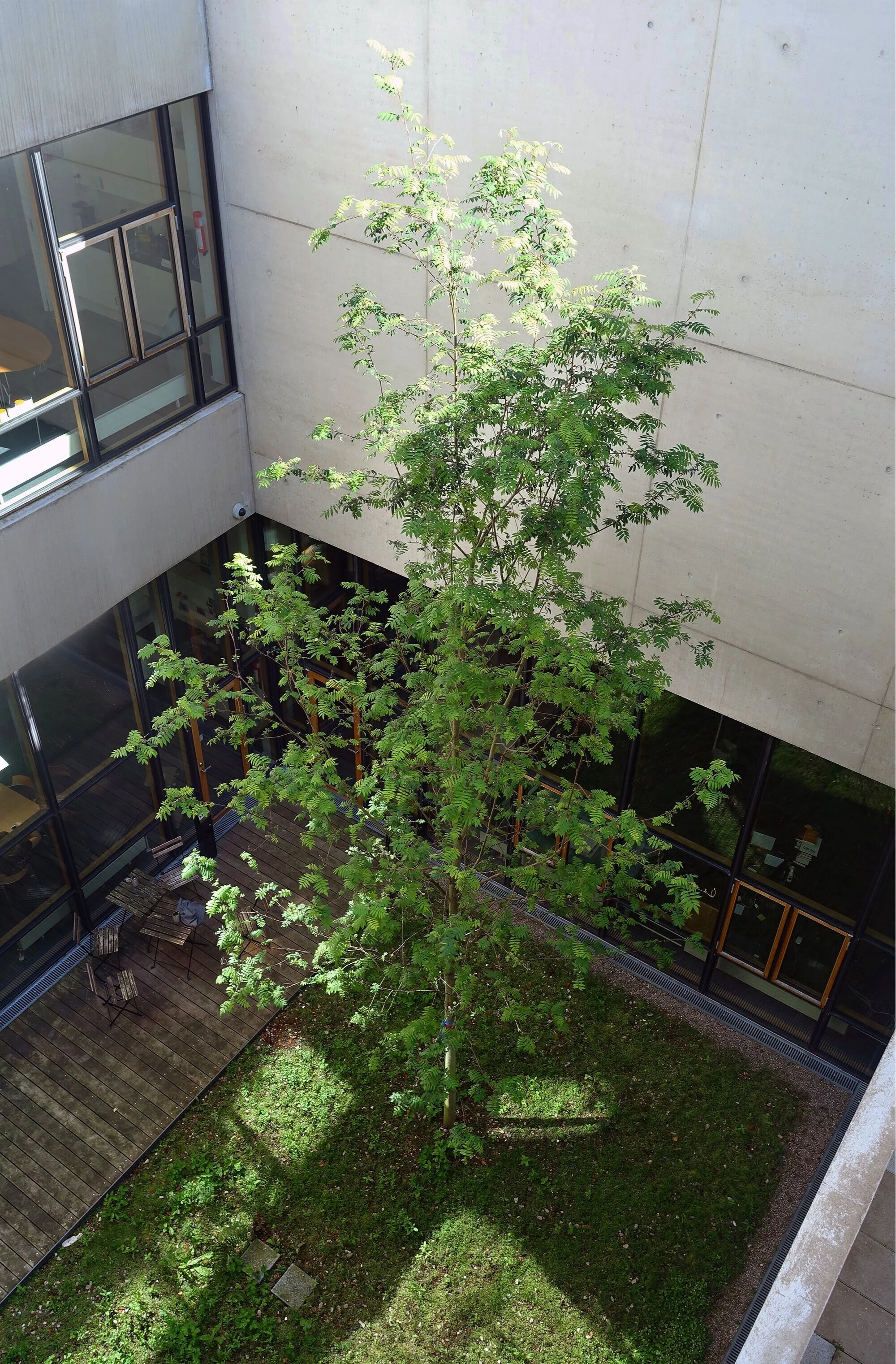 Atrium, til glede for de ansatte.