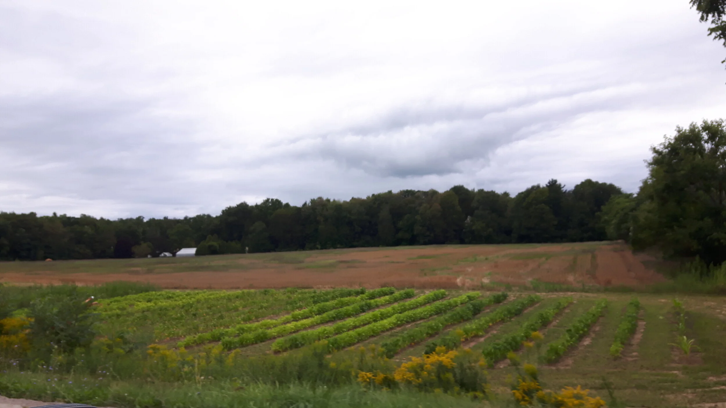 Farm field near Simcoe, Ontario.