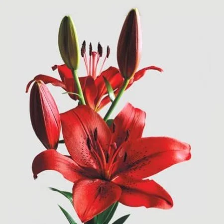 Red LxA / Asiatic - Avail All Year Round