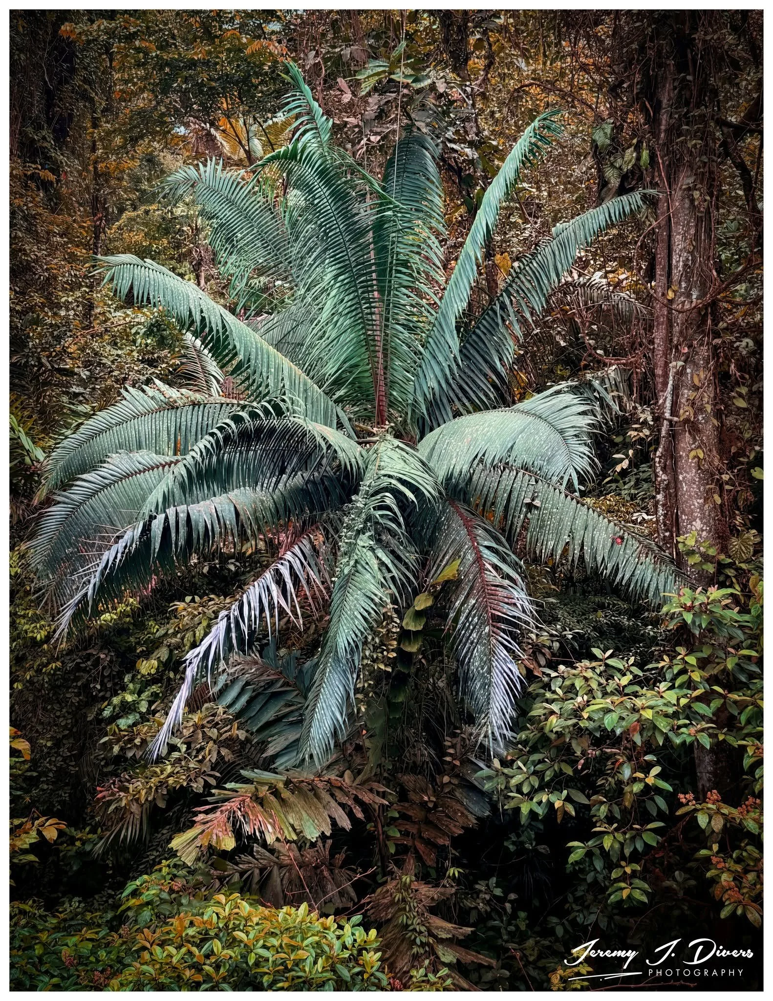 " Cycas Edentata," Tirimbina Biological Reserve, Sarapiquí, Costa Rica