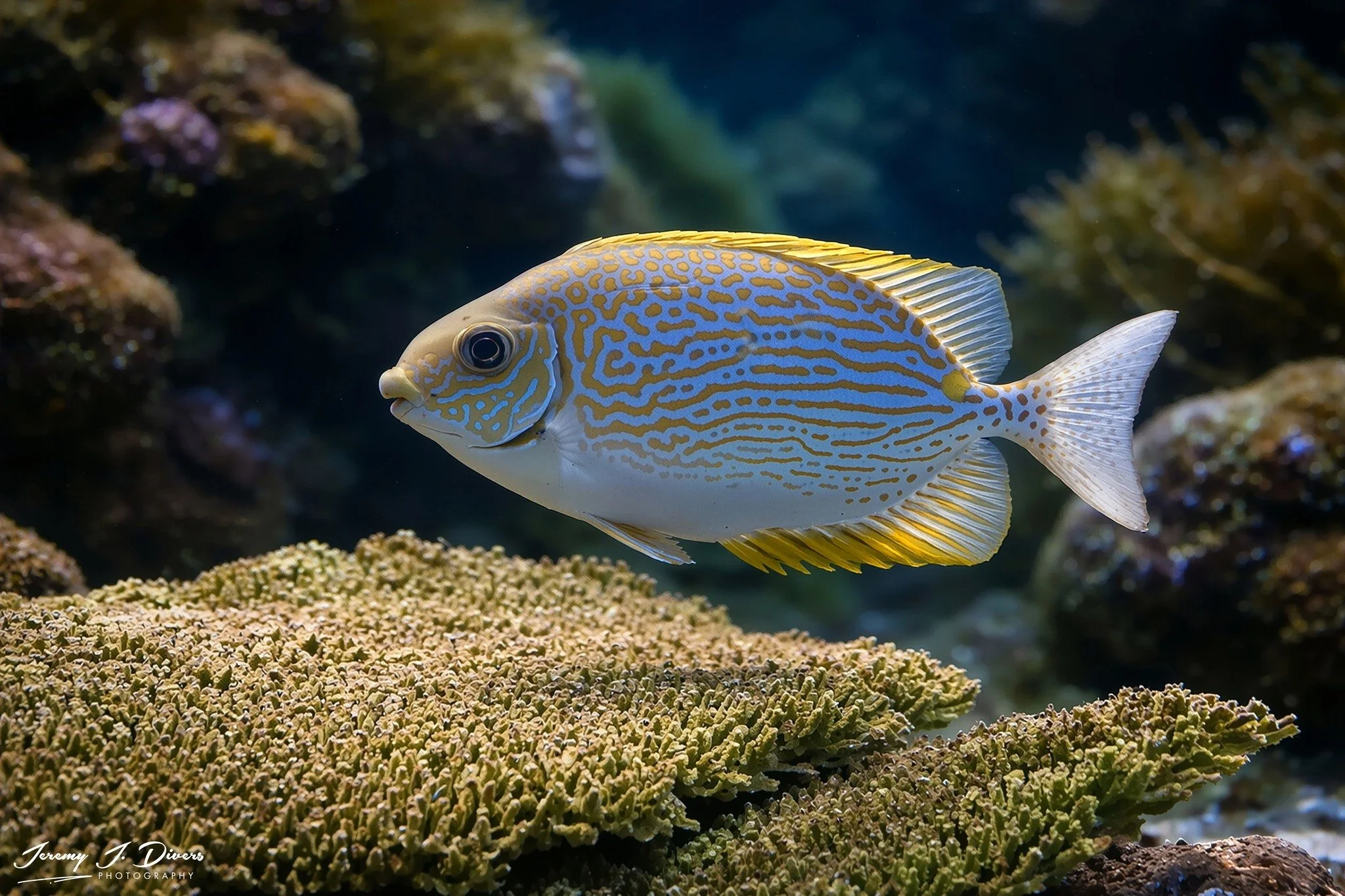 Goldlined Rabbitfish